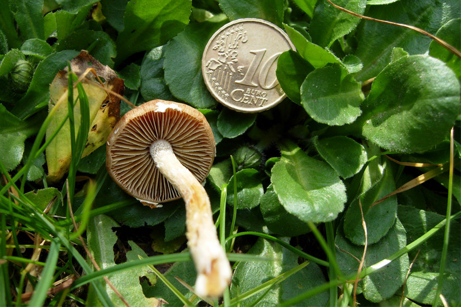 Altri funghi dal mio giardino